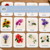 40 Flowers Flash Cards – Flower Identification & Vocabulary Printable